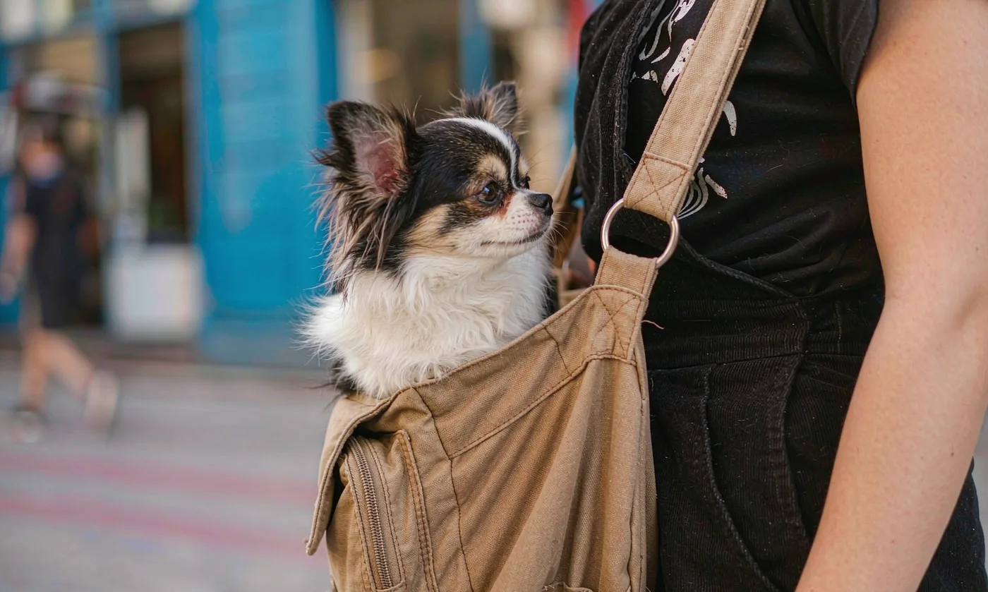 Small Pet Carrier: Mini Breed - detail view supplied by QUANZHOU JUNYUAN BAGS